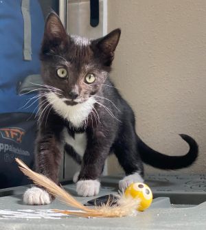 Kirara is a lovely inquisitive Tuxedo girl with a subtle mustache and adorable pink and blue toe be