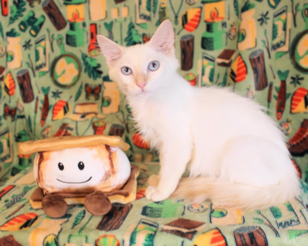 Fonzy, an adoptable Ragdoll in New Braunfels, TX, 78130 | Photo Image 1
