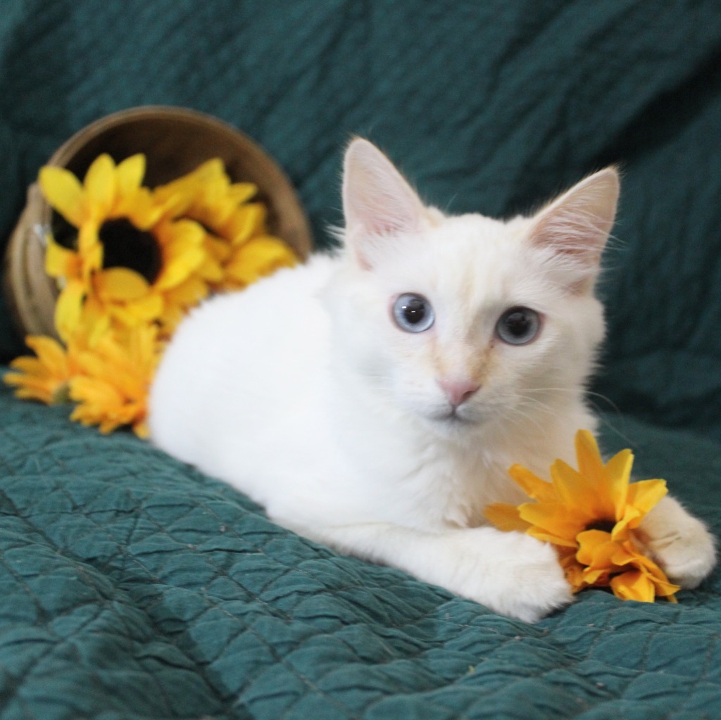 Fonzy, an adoptable Ragdoll in New Braunfels, TX, 78130 | Photo Image 1