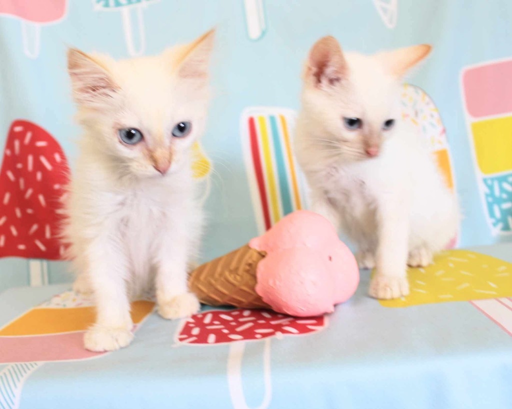 Fonzy, an adoptable Ragdoll in New Braunfels, TX, 78130 | Photo Image 2
