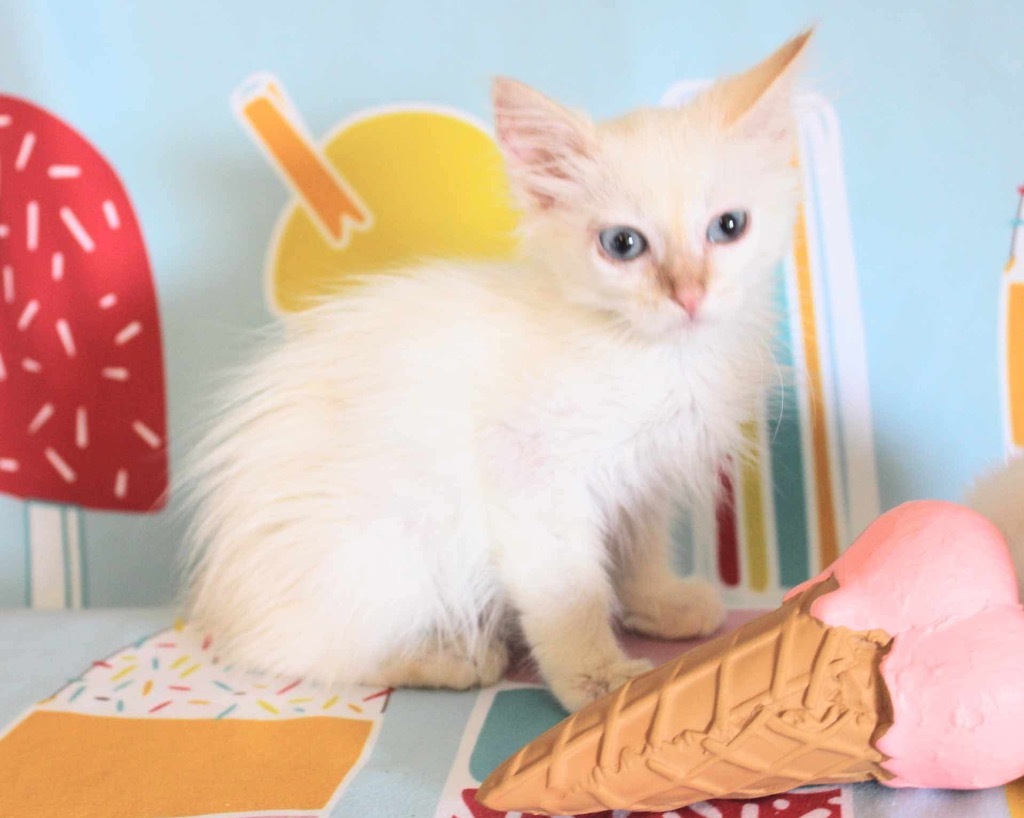 Fonzy, an adoptable Ragdoll in New Braunfels, TX, 78130 | Photo Image 3