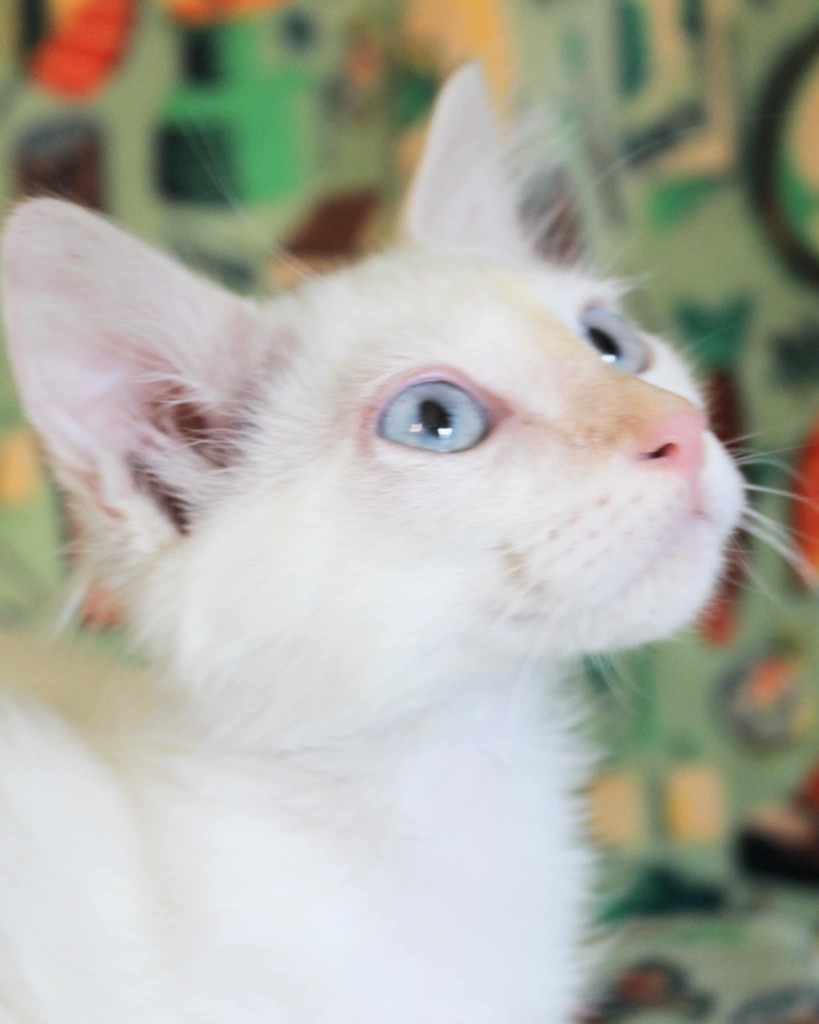 Fonzy, an adoptable Ragdoll in New Braunfels, TX, 78130 | Photo Image 4