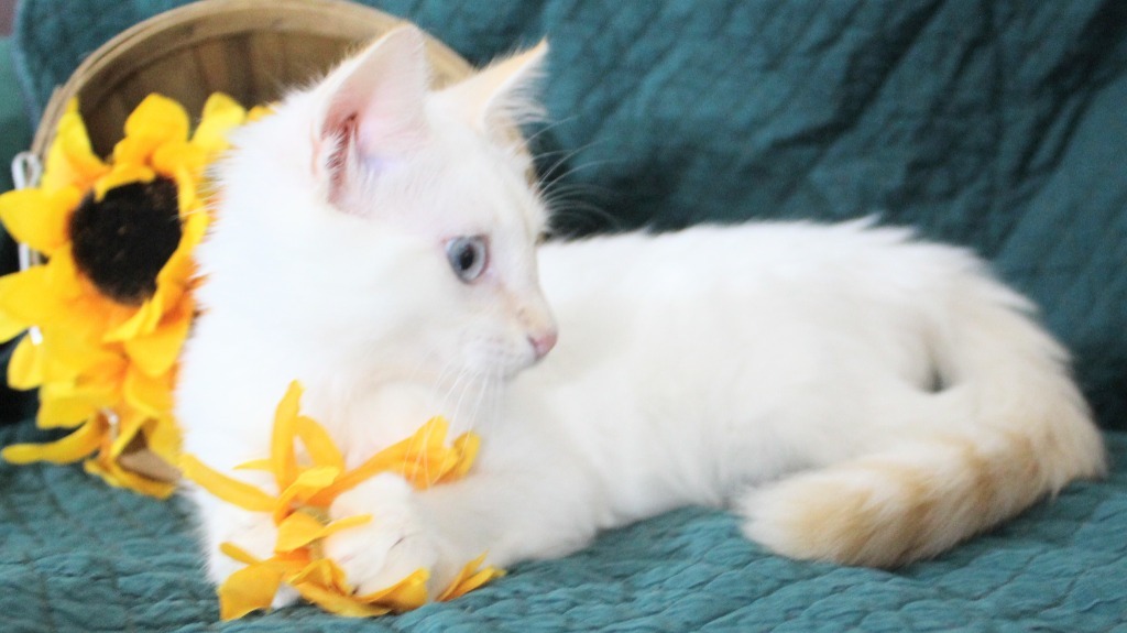 Fonzy, an adoptable Ragdoll in New Braunfels, TX, 78130 | Photo Image 6