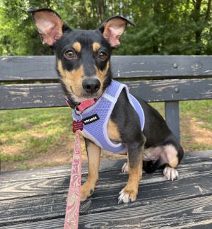 Lulu Bell Miniature Pinscher Dog