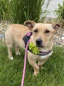 Violet's profile on Petfinder.com