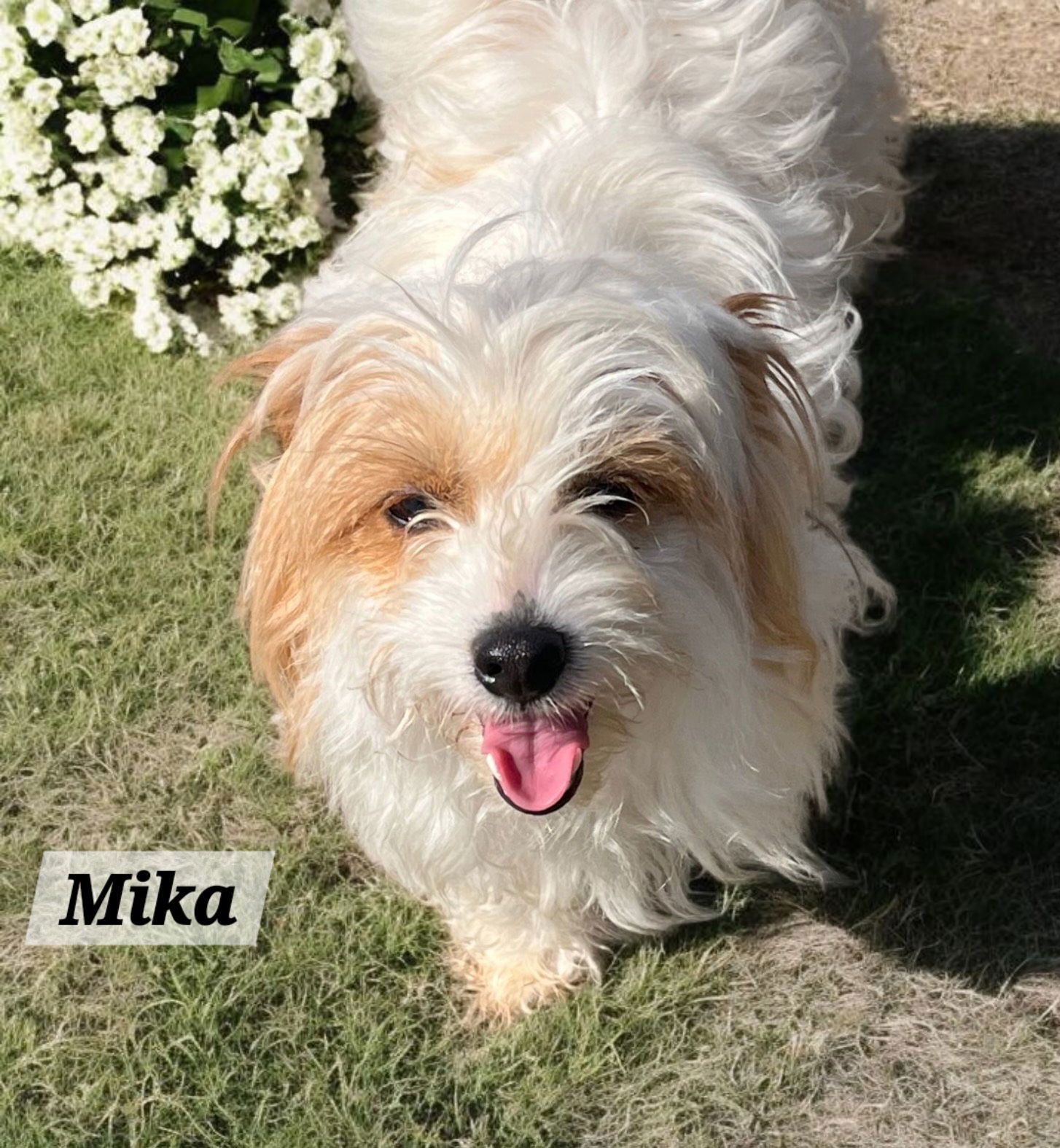 Mika
