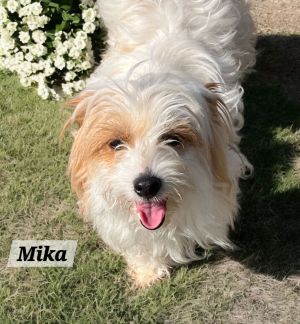 Mika, Young Female Terrier