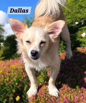 Dallas, Adult Male unknown