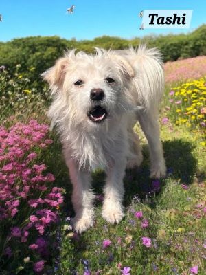 Tasha, Adult Female Terrier