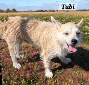 Tubi, Adult Male unknown