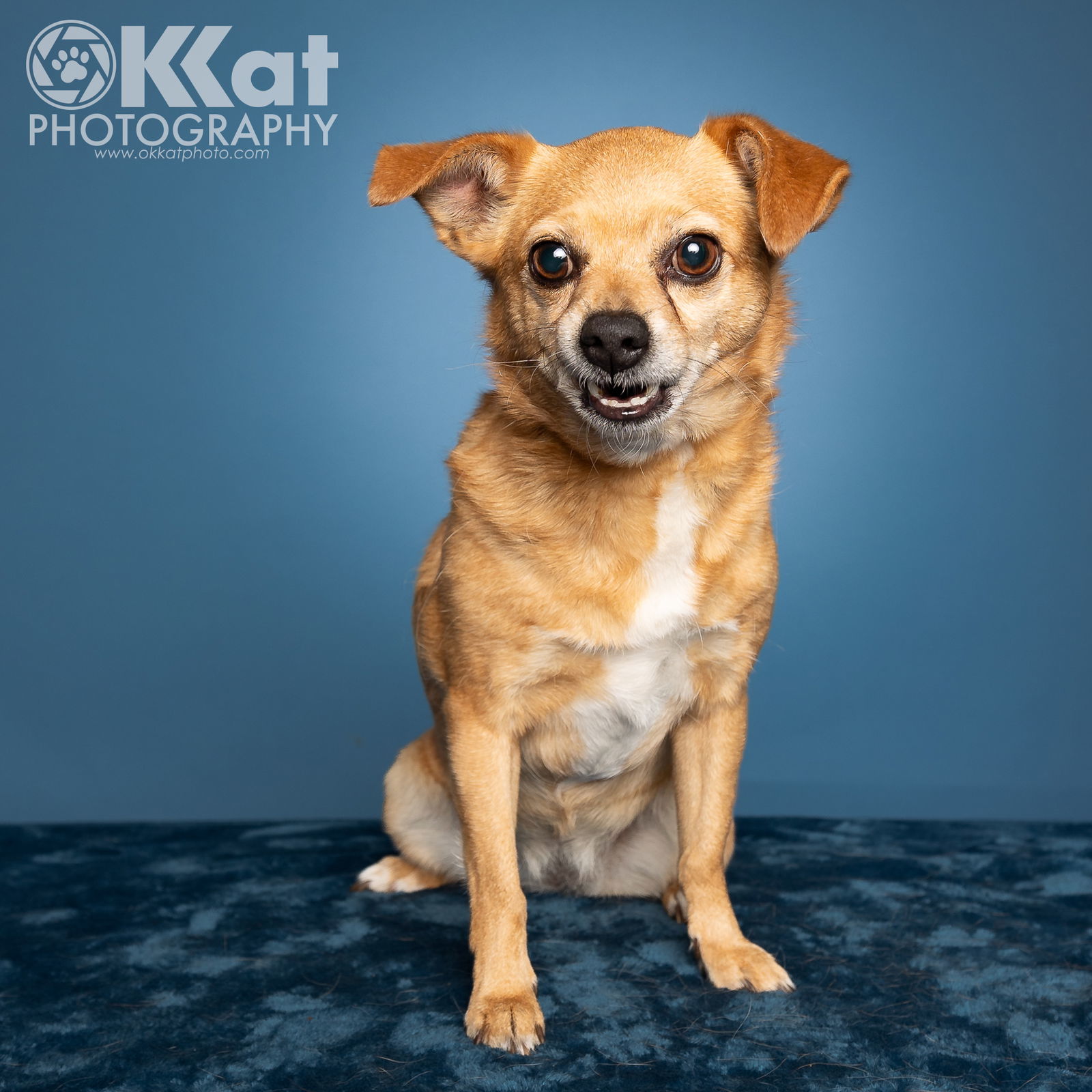 Brownie, an adoptable Chihuahua, Papillon in Crescent, OK, 73028 | Photo Image 1
