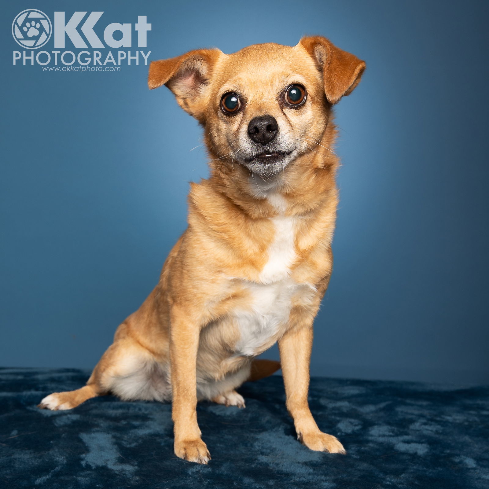 Brownie, an adoptable Chihuahua, Papillon in Crescent, OK, 73028 | Photo Image 2