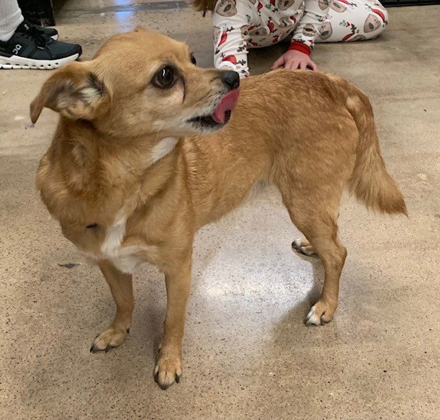 Brownie, an adoptable Chihuahua, Papillon in Crescent, OK, 73028 | Photo Image 3