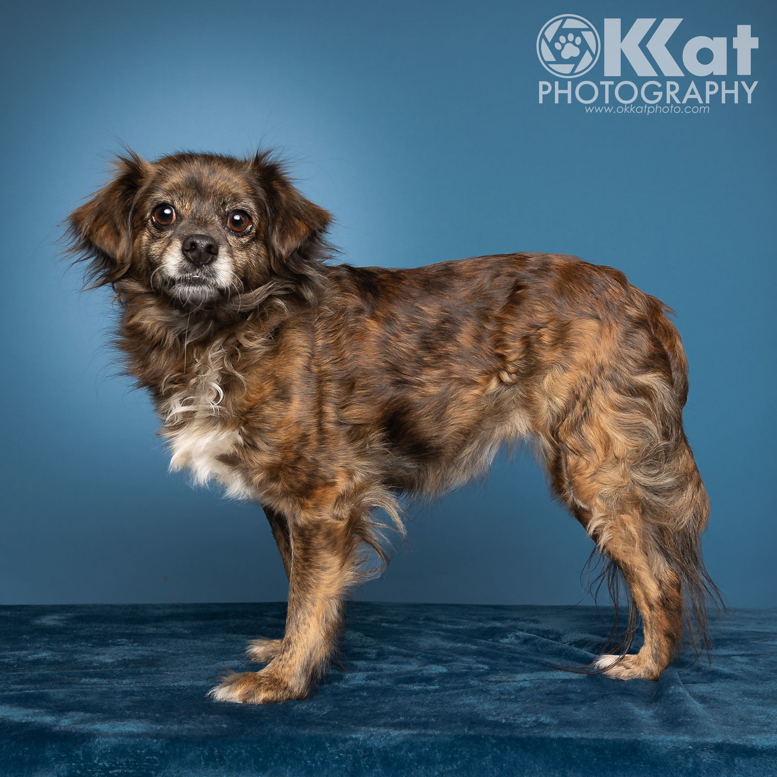 Tripod, an adoptable Chihuahua, Papillon in Crescent, OK, 73028 | Photo Image 1