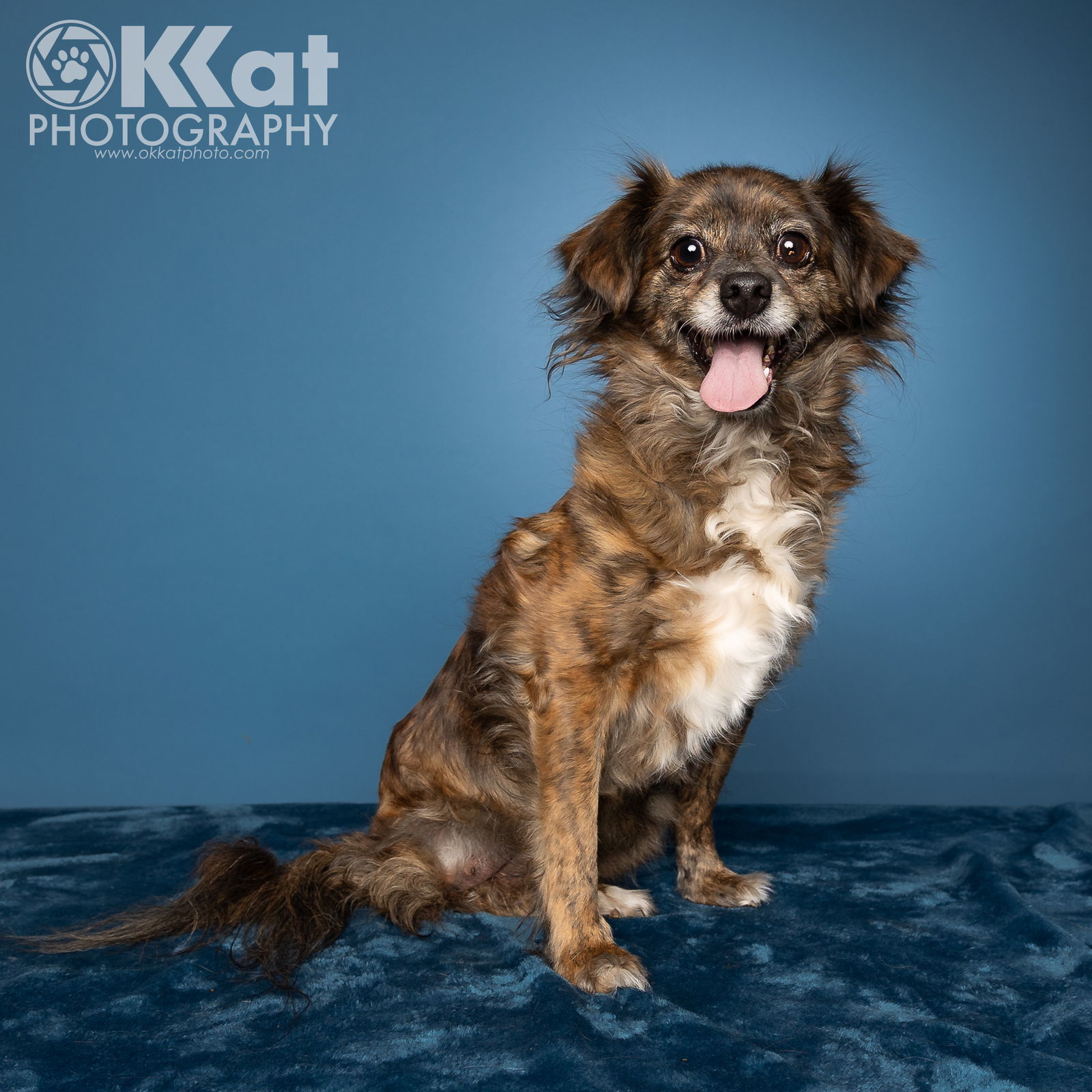 Tripod, an adoptable Chihuahua, Papillon in Crescent, OK, 73028 | Photo Image 2