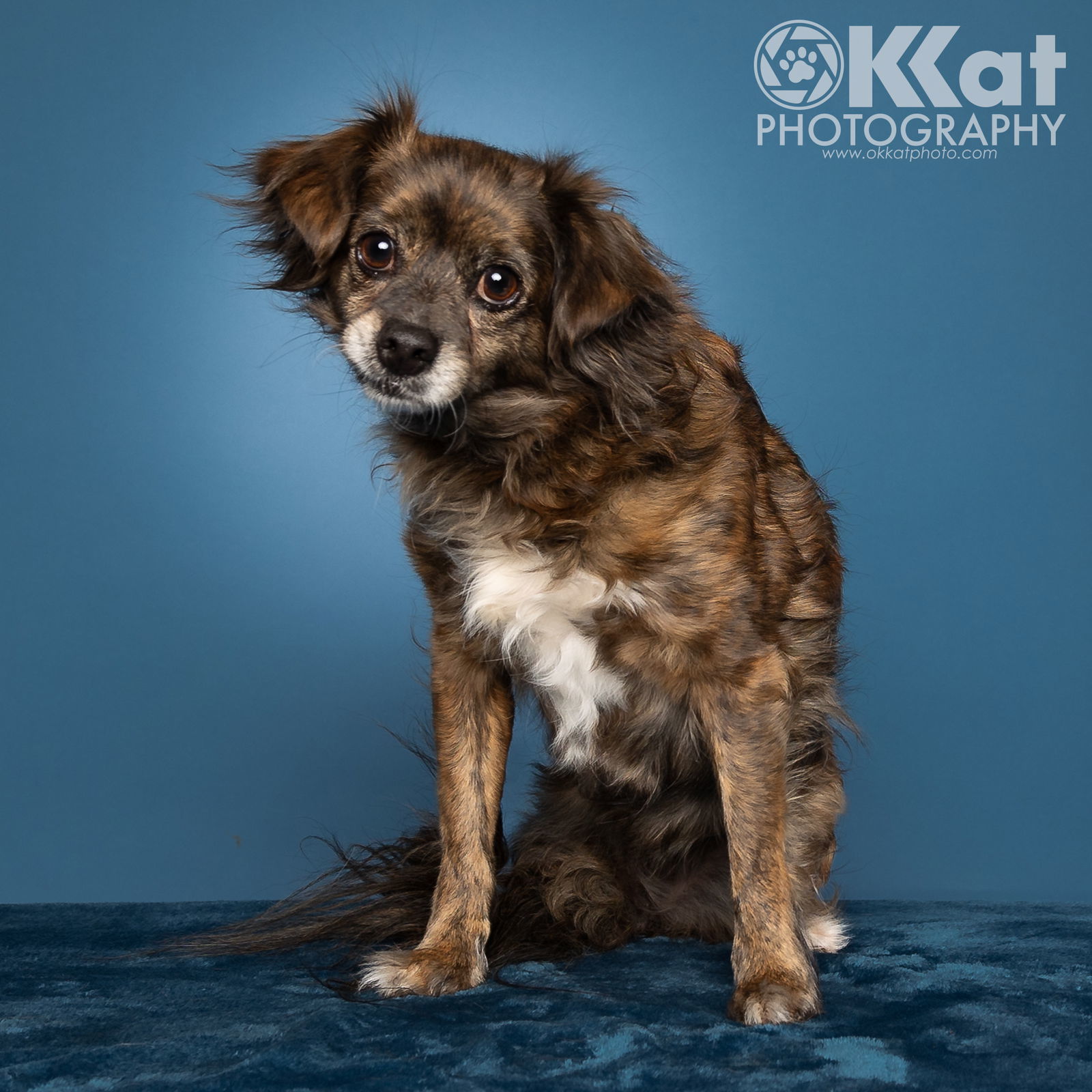 Tripod, an adoptable Chihuahua, Papillon in Crescent, OK, 73028 | Photo Image 3