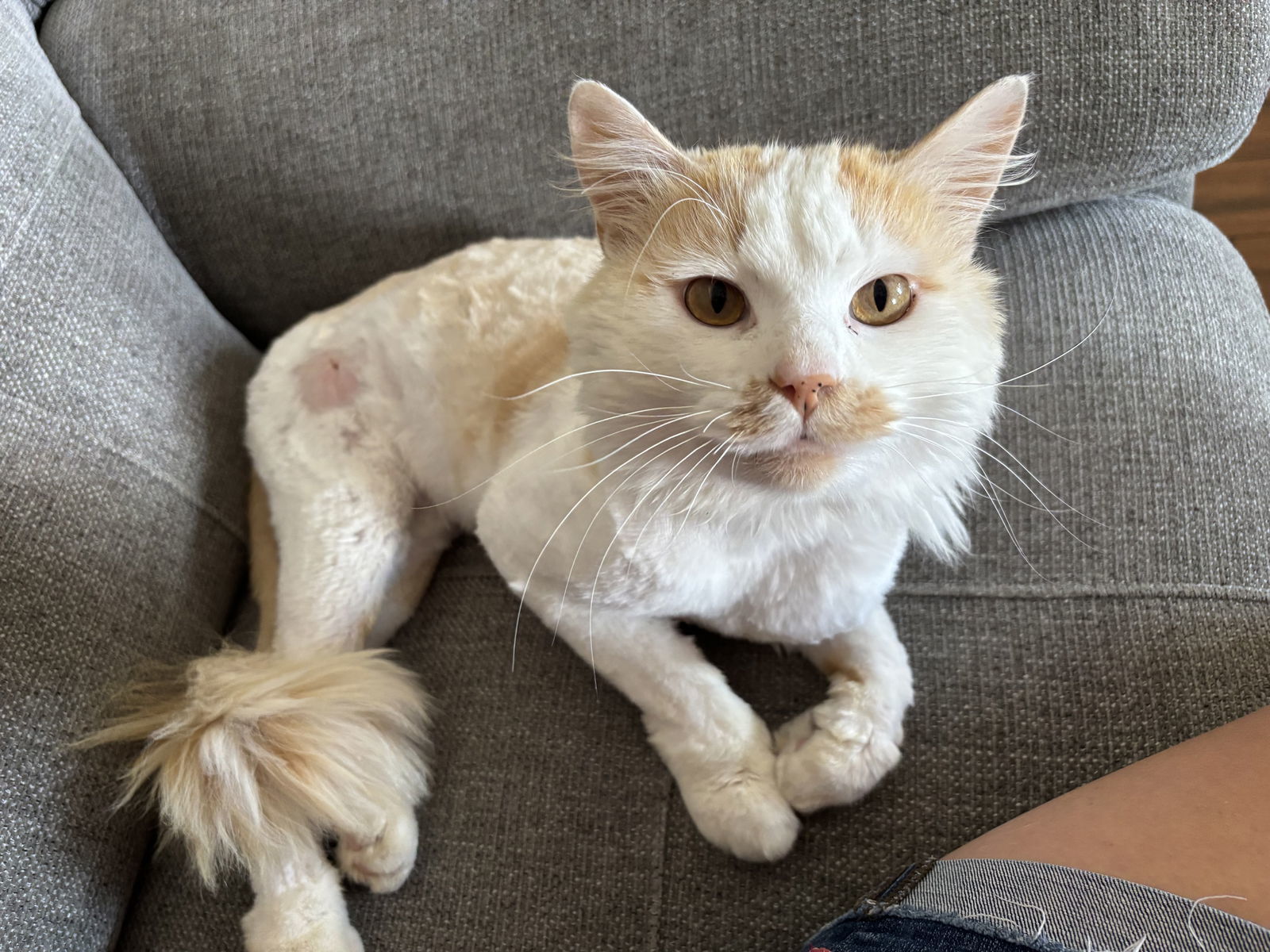 Cheddar, an adoptable Domestic Long Hair in Emmett, ID, 83617 | Photo Image 1