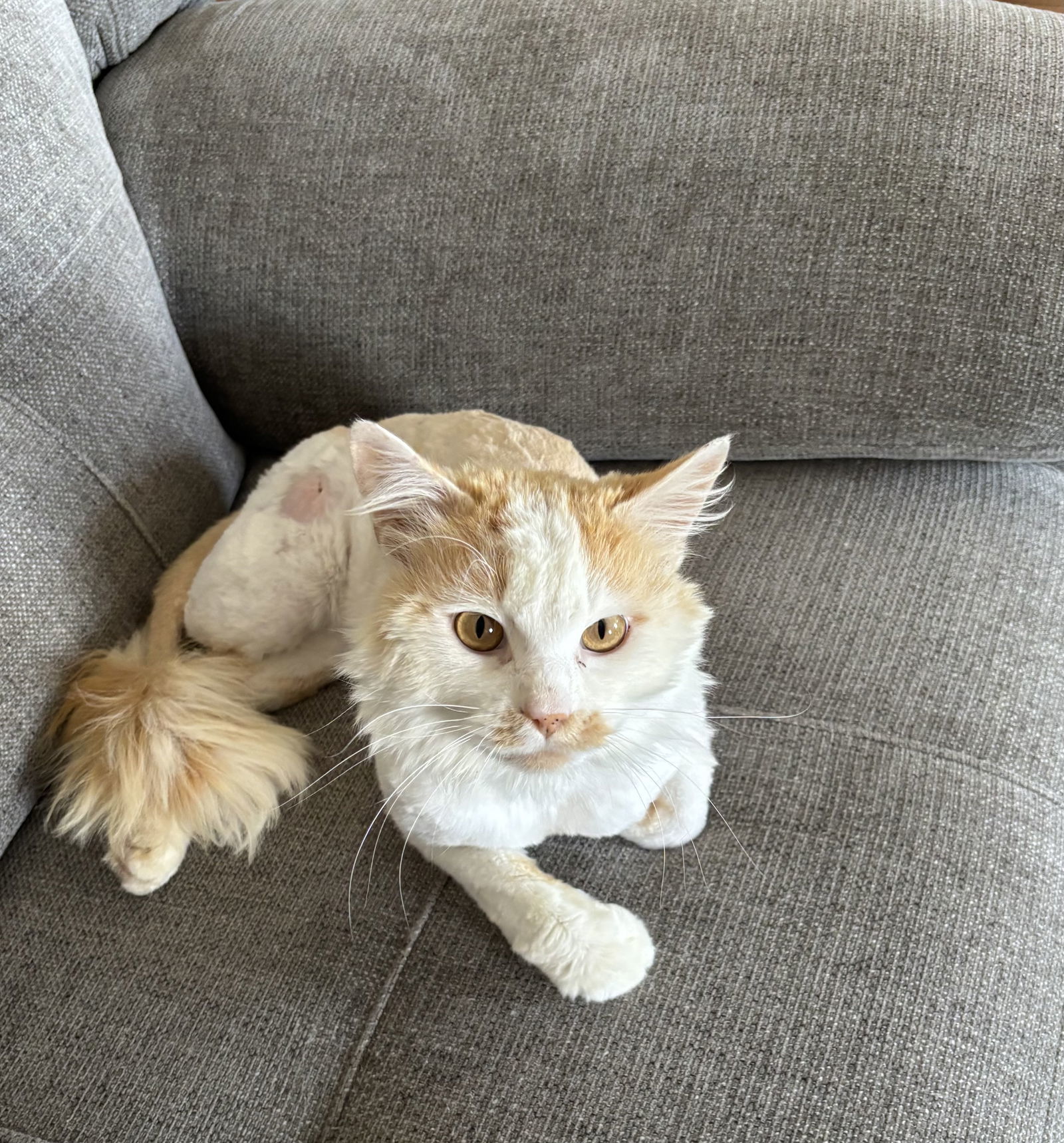 Cheddar, an adoptable Domestic Long Hair in Emmett, ID, 83617 | Photo Image 2