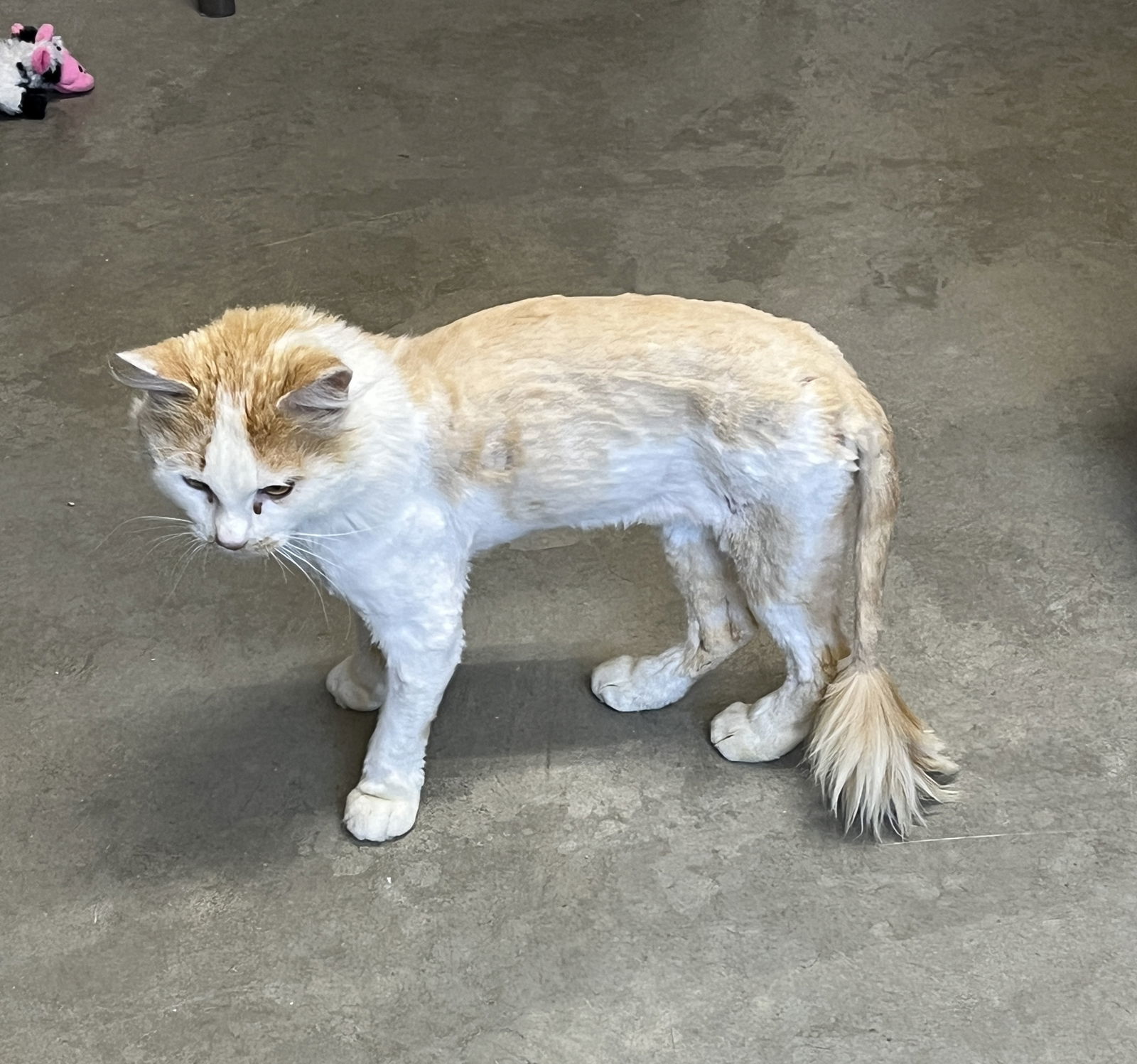 Cheddar, an adoptable Domestic Long Hair in Emmett, ID, 83617 | Photo Image 3