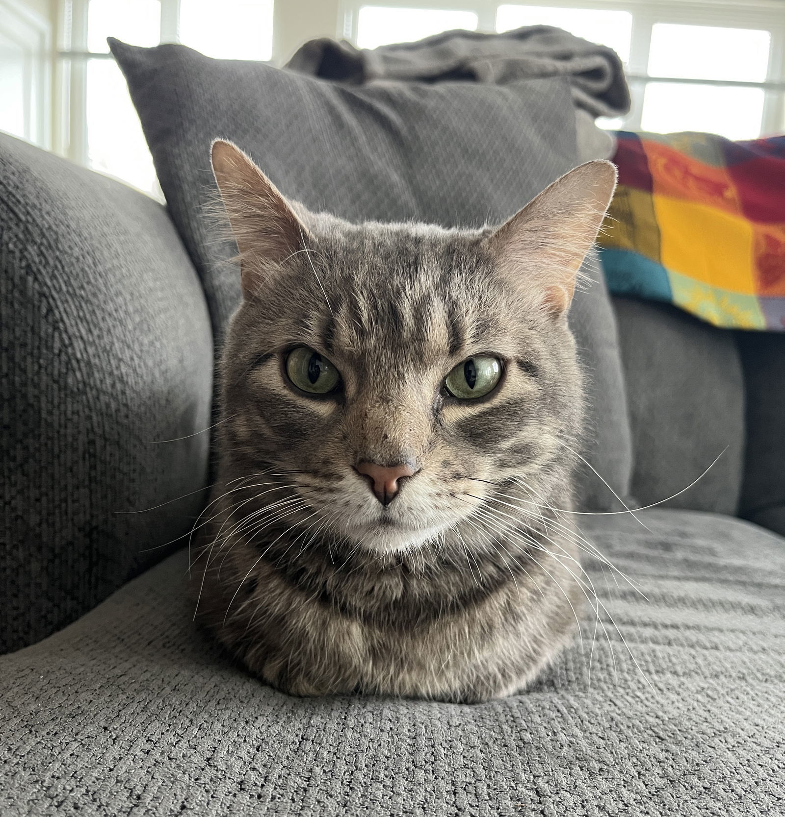 Petey