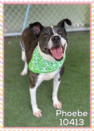 Primary Color Brindle Secondary Color White Weight 508lbs Age 7yrs 0mths 4wks Animal has been S