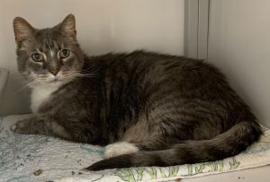 Haggred (FIV+) (Senior), Young Male Domestic Short Hair