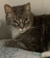 Haggred (FIV+) (Senior) photo 2