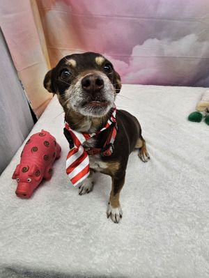 Pinot Chihuahua Dog