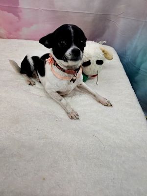 Breck Chihuahua Dog