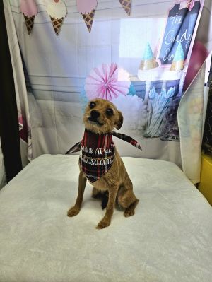 Boomer Miniature Pinscher Dog
