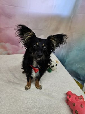Abner Chihuahua Dog