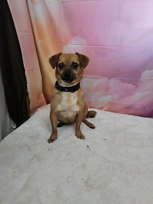 Nelle Chihuahua Dog