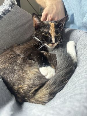 Snickerdoodle