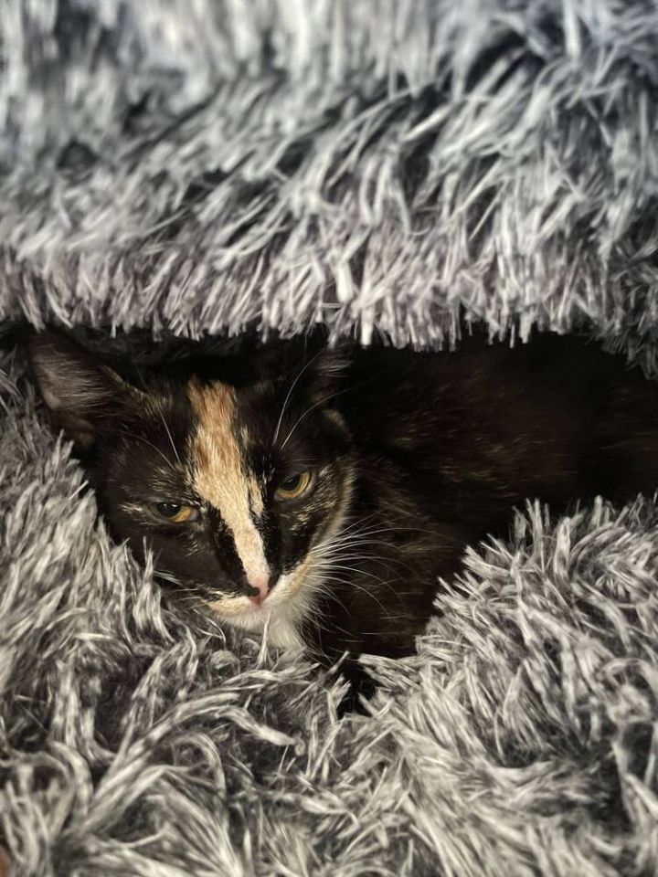 Snickerdoodle 3