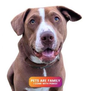 Nala, Young Female Pit Bull Terrier