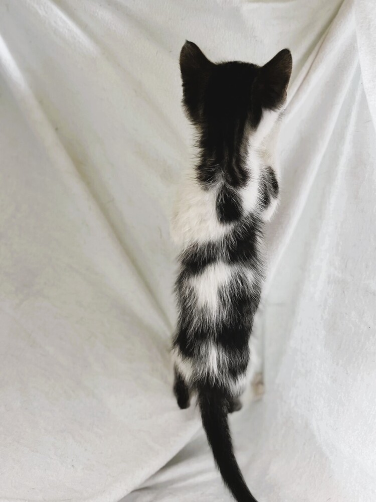 Pepper