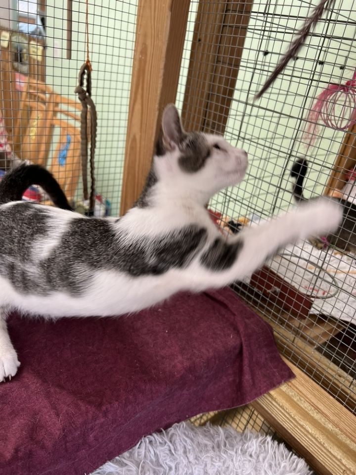 Pepper 3