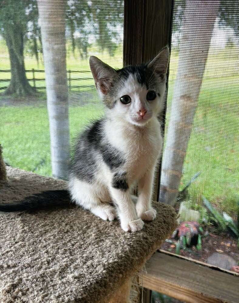 Pepper
