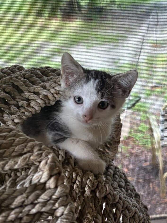Pepper
