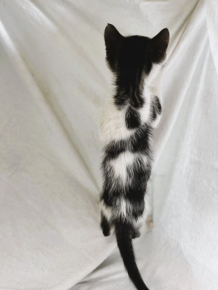 Pepper 6