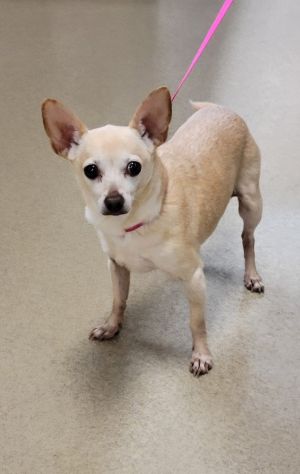 Princess Chihuahua Dog