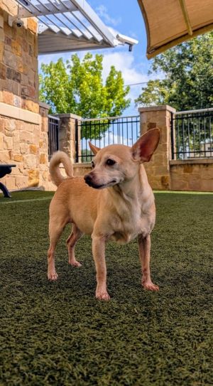If you are interested in adopting from SAS please contact 8304012335 to schedule an adoption appoint