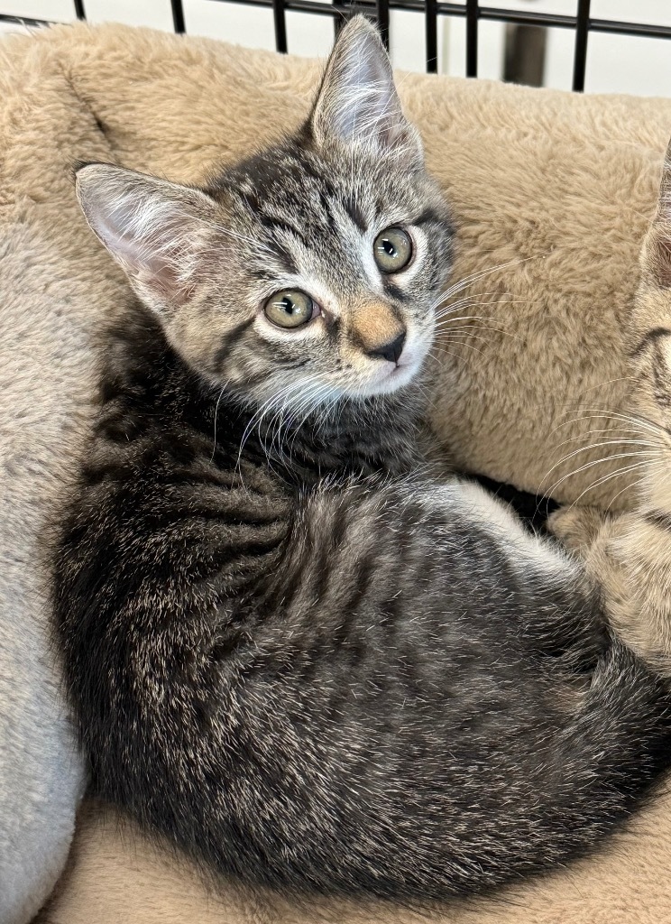 Esther