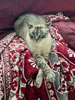 Kobe Siamese Cat
