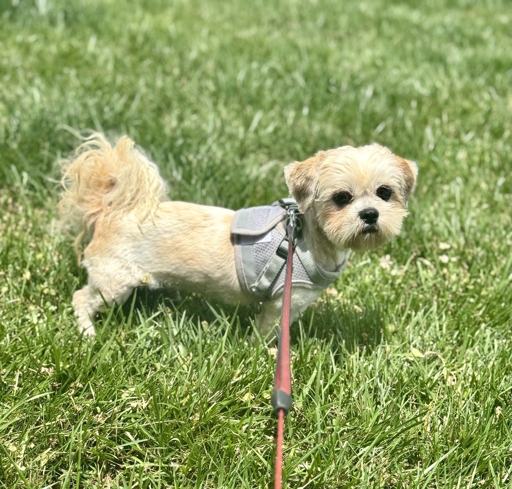 Mochi