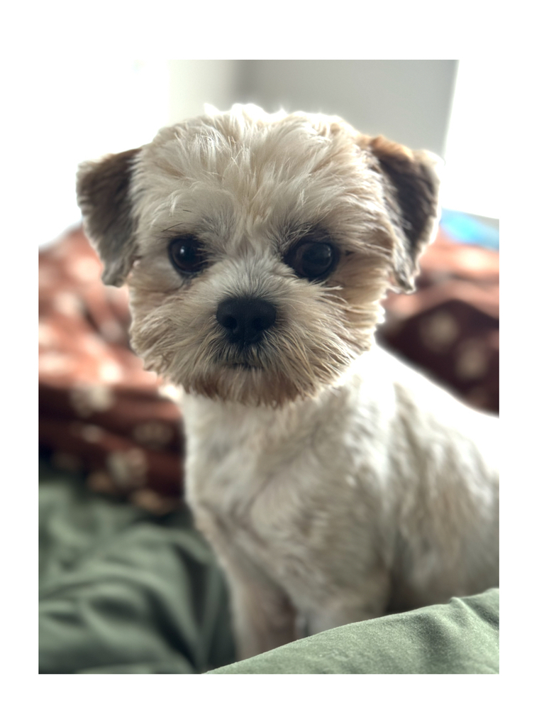 Mochi