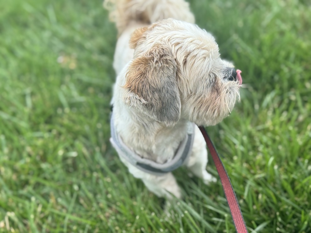 Mochi