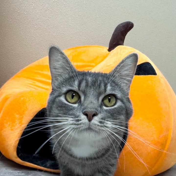 Mittens 6