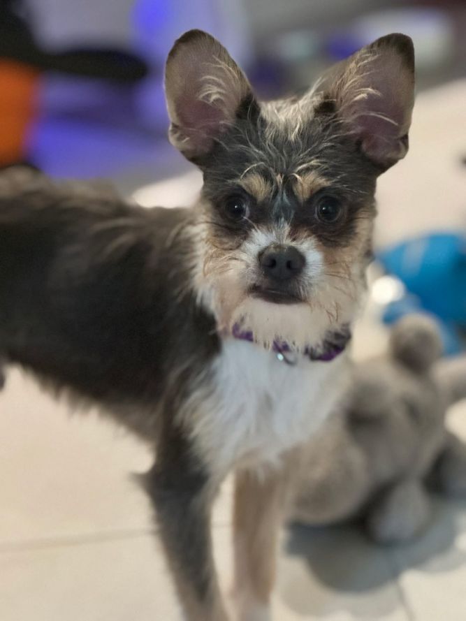 Gizmo