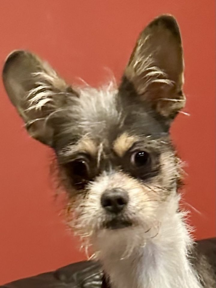 Gizmo 2